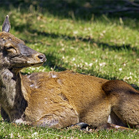 Buy canvas prints of Deer enjoying the Suffolk sun by Bill Simpson