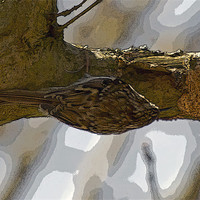 Buy canvas prints of Treecreeper poster edge effect by Bill Simpson