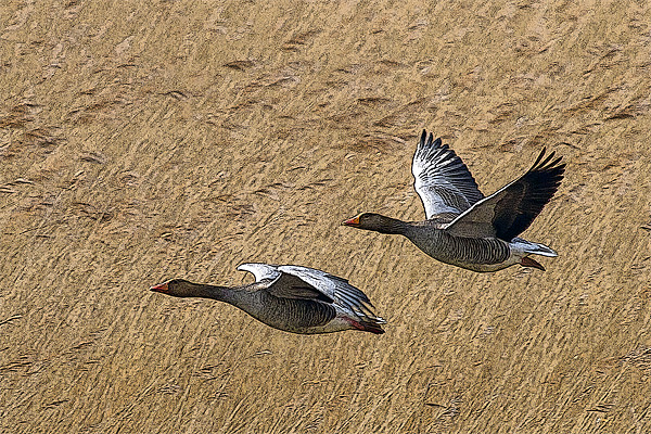 Greylag Goose Poster Edge Picture Board by Bill Simpson