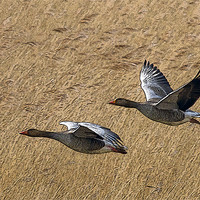 Buy canvas prints of Greylag Goose Poster Edge by Bill Simpson