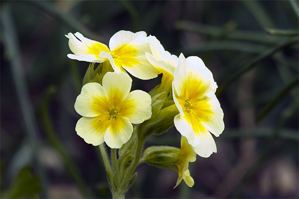 Yellow and White Primula Picture Board by Bill Simpson