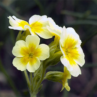 Buy canvas prints of Yellow and White Primula by Bill Simpson