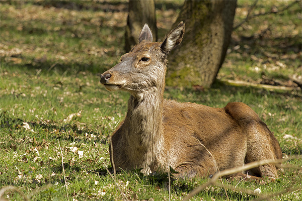 Deer resting in the Suffolk sun Picture Board by Bill Simpson