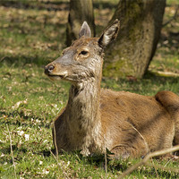 Buy canvas prints of Deer resting in the Suffolk sun by Bill Simpson