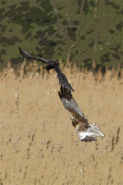 Marsh Harrier and Crow Picture Board by Bill Simpson