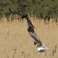 Buy canvas prints of Marsh Harrier and Crow by Bill Simpson