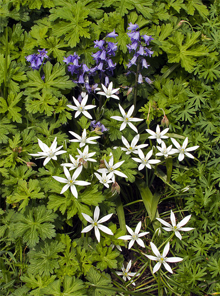 Bluebells and Star of Bethlehem Picture Board by Bill Simpson