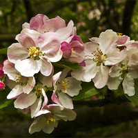 Buy canvas prints of Apple Blossom by Bill Simpson