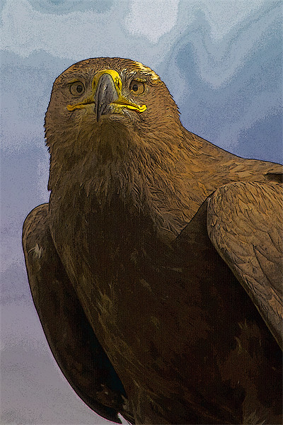 Golden Eagle Portrait with texture Picture Board by Bill Simpson