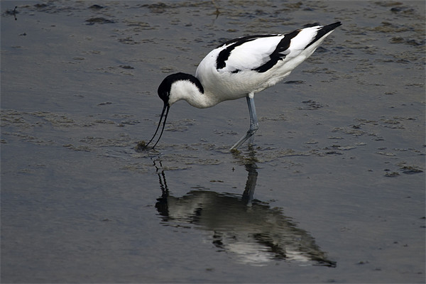 Avocet feeding with reflection Picture Board by Bill Simpson