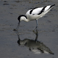 Buy canvas prints of Avocet feeding with reflection by Bill Simpson