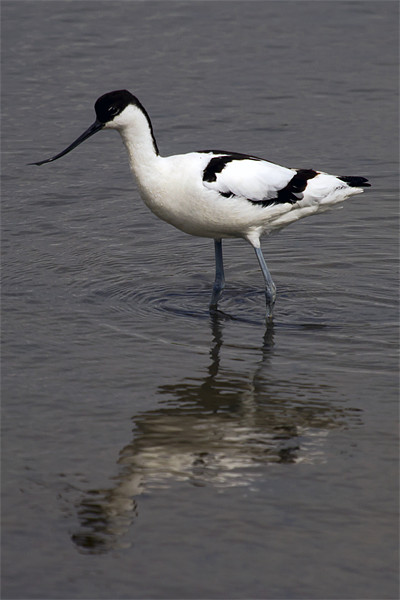 Avocet Reflected at Titchwell Picture Board by Bill Simpson