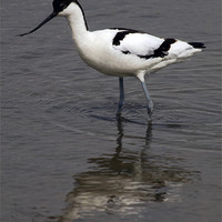 Buy canvas prints of Avocet Reflected at Titchwell by Bill Simpson