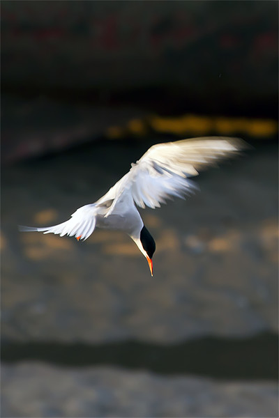 Little Tern Diving Picture Board by Bill Simpson