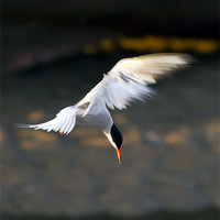 Buy canvas prints of Little Tern Diving by Bill Simpson
