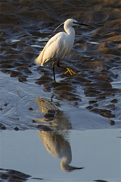 Little Egret Reflected Picture Board by Bill Simpson