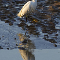 Buy canvas prints of Little Egret Reflected by Bill Simpson