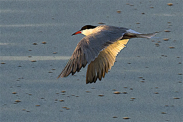 Common Tern Watercolour Effect Picture Board by Bill Simpson