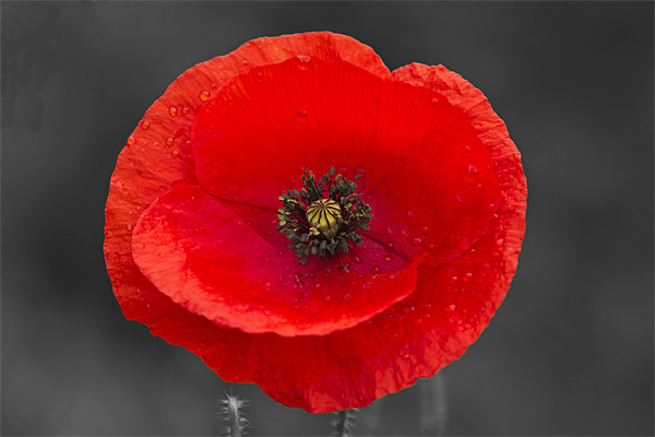 Single Poppy on Black and White Picture Board by Bill Simpson