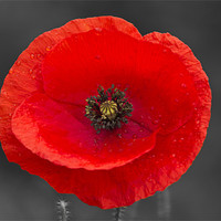 Buy canvas prints of Single Poppy on Black and White by Bill Simpson