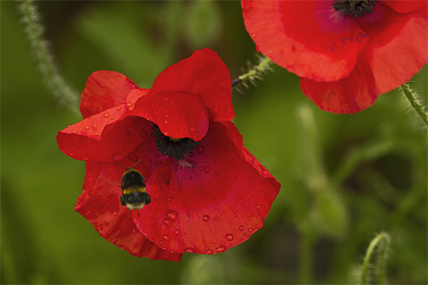 Poppy and Bee Picture Board by Bill Simpson