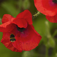 Buy canvas prints of Poppy and Bee by Bill Simpson