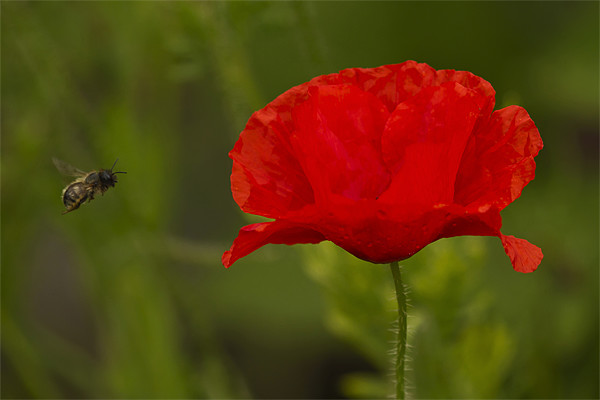 Single Poppy and Bee Picture Board by Bill Simpson