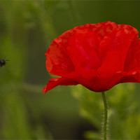 Buy canvas prints of Single Poppy and Bee by Bill Simpson