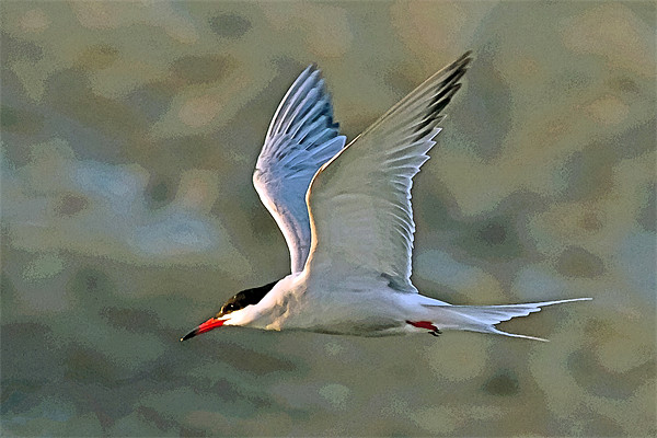 Common Tern Watercolour Texture 2 Picture Board by Bill Simpson