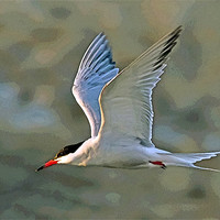 Buy canvas prints of Common Tern Watercolour Texture 2 by Bill Simpson