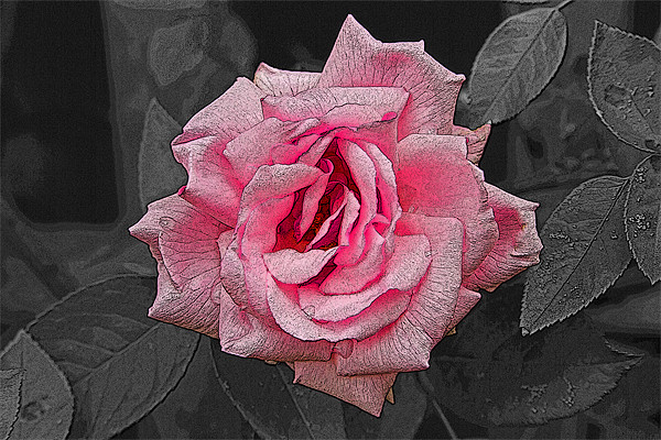 Single Pink Rose with texture Picture Board by Bill Simpson