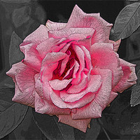 Buy canvas prints of Single Pink Rose with texture by Bill Simpson