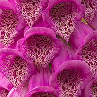 Buy canvas prints of Purple Foxgloves Detail by Bill Simpson