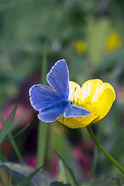 Common Blue Butterfly and Buttercup Picture Board by Bill Simpson