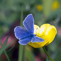 Buy canvas prints of Common Blue Butterfly and Buttercup by Bill Simpson