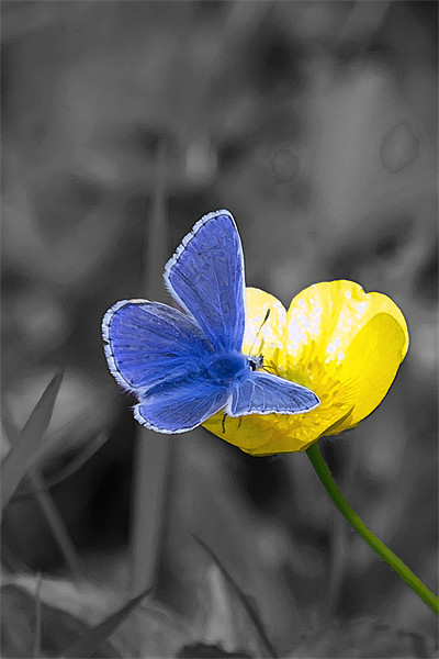 Common Blue Butterfly and Buttercup Picture Board by Bill Simpson