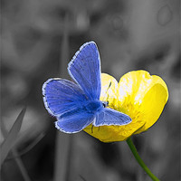 Buy canvas prints of Common Blue Butterfly and Buttercup by Bill Simpson
