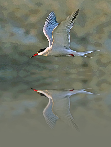 Common Tern Watercolour Texture 3 Picture Board by Bill Simpson