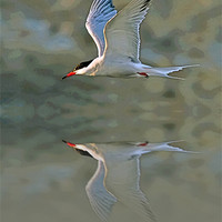 Buy canvas prints of Common Tern Watercolour Texture 3 by Bill Simpson