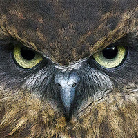 Buy canvas prints of Boobook Owl Watching You by Bill Simpson