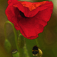 Buy canvas prints of Bumble Bee and Poppy by Bill Simpson