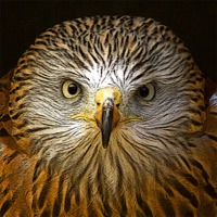 Buy canvas prints of Red Kite Portrait with Texture by Bill Simpson