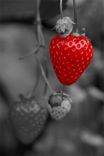 Single Red Strawberry Picture Board by Bill Simpson