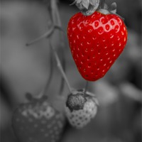 Buy canvas prints of Single Red Strawberry by Bill Simpson