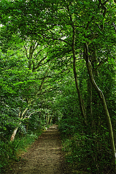 Suffolk Woodland Path Picture Board by Bill Simpson