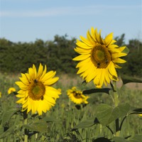 Buy canvas prints of Sunflowers and Bees by Bill Simpson