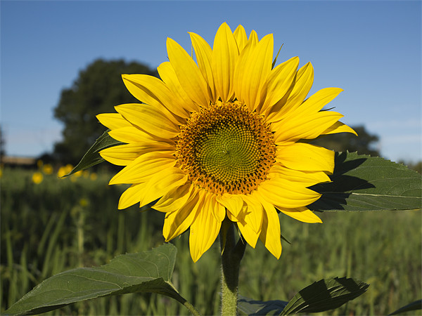 Single Sunflower Picture Board by Bill Simpson