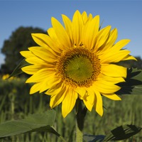 Buy canvas prints of Single Sunflower by Bill Simpson