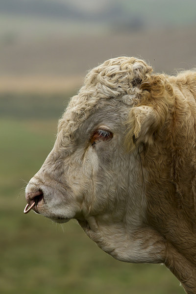 Profile of a Bull Picture Board by Bill Simpson