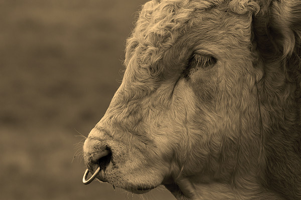 Close Portrait of a Bull in Sepia Picture Board by Bill Simpson